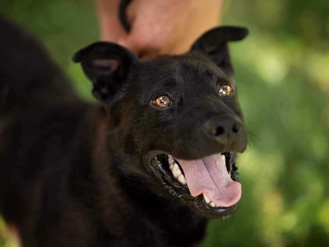 Młody pies Bruno do adopcji!