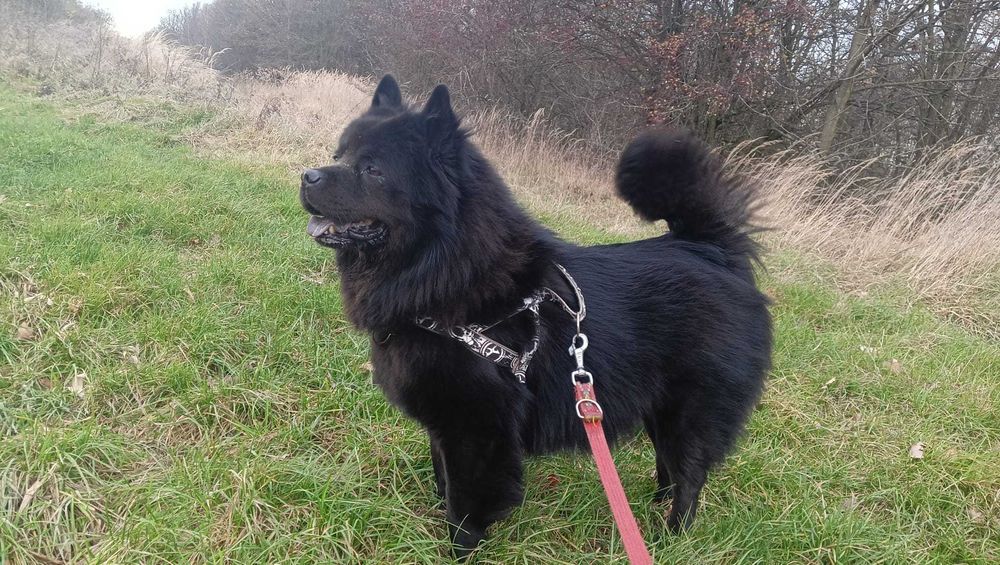 Szpic czarny niemiecki