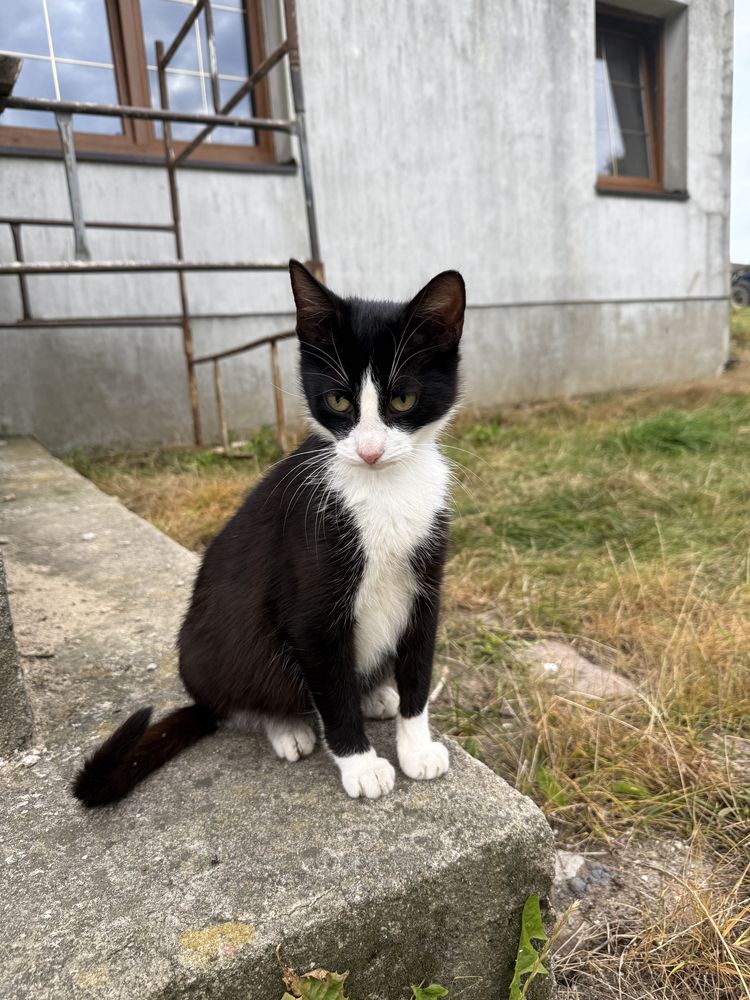roczna kotka do adopcji