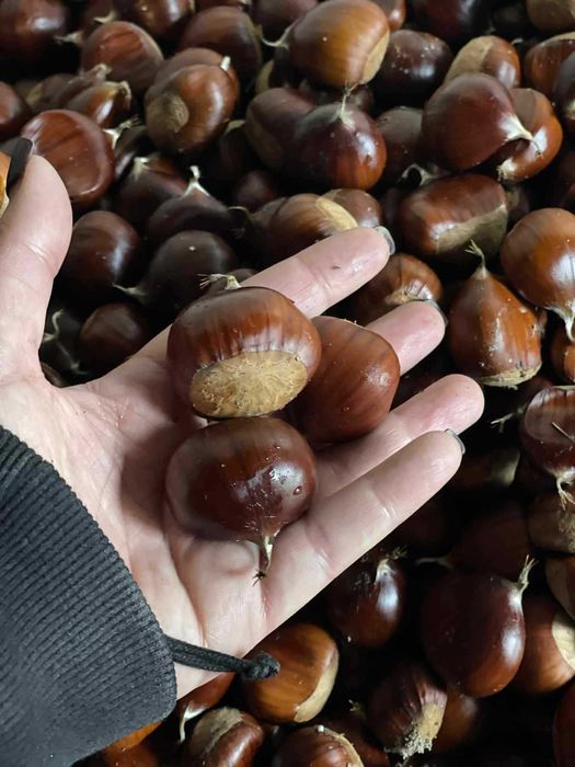 castanhas BIOLOGICAS