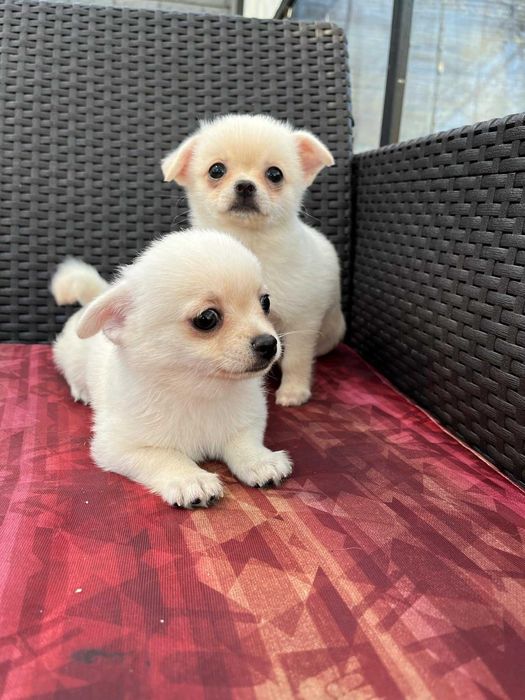 Гарнюні дітки, дівчинка та хлопчик.