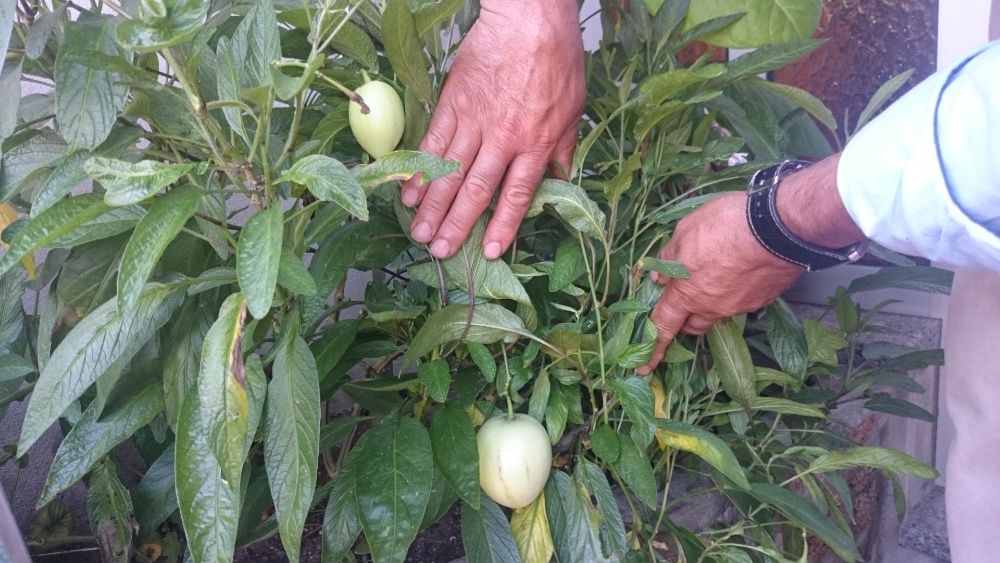 Plantas de Pêra melão