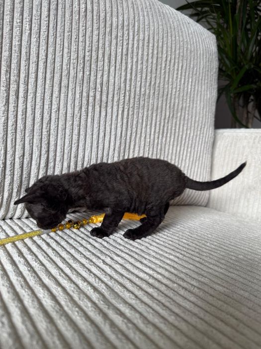 Kot Devon Rex z rodowodem WCF