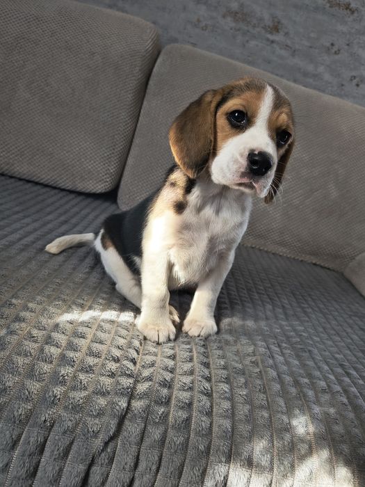 Beagle uroczy piesek-chłopiec