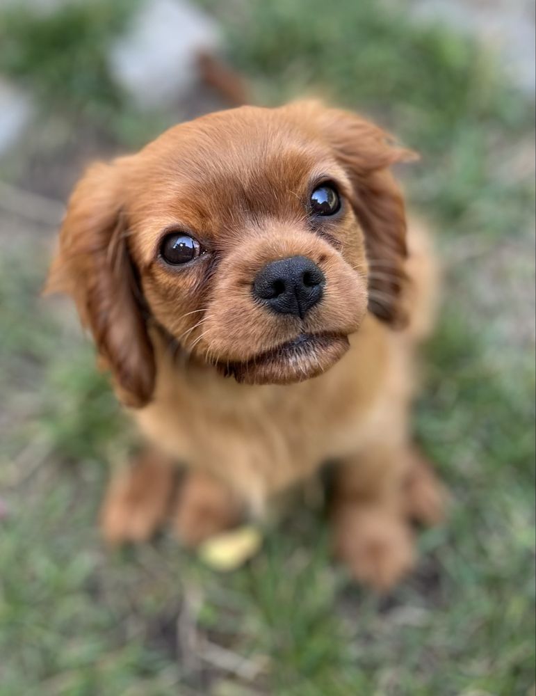 Cavalier King Charles Spaniel piesek ZKwP/FCI