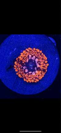 Zoanthus utter haos koral akwarium morskie
