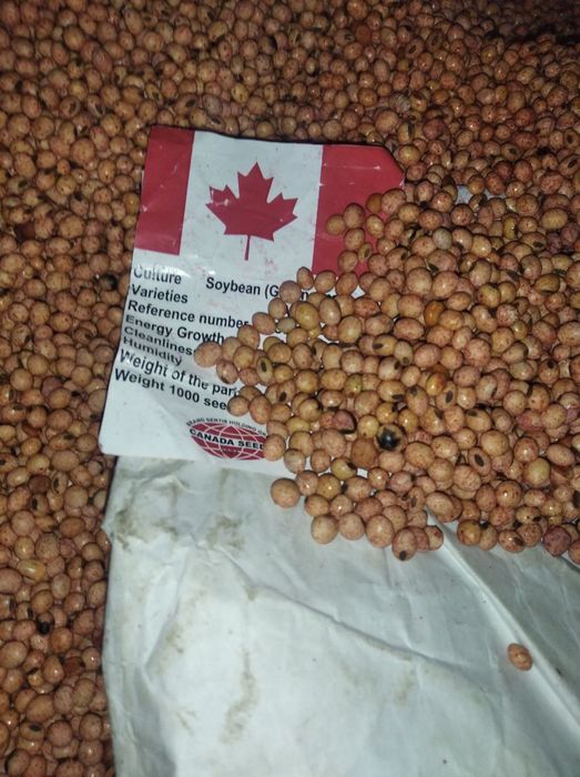 Соя Канзас Kansas (Canada) перша репродукція, рік врожаю 2023! Не 2024