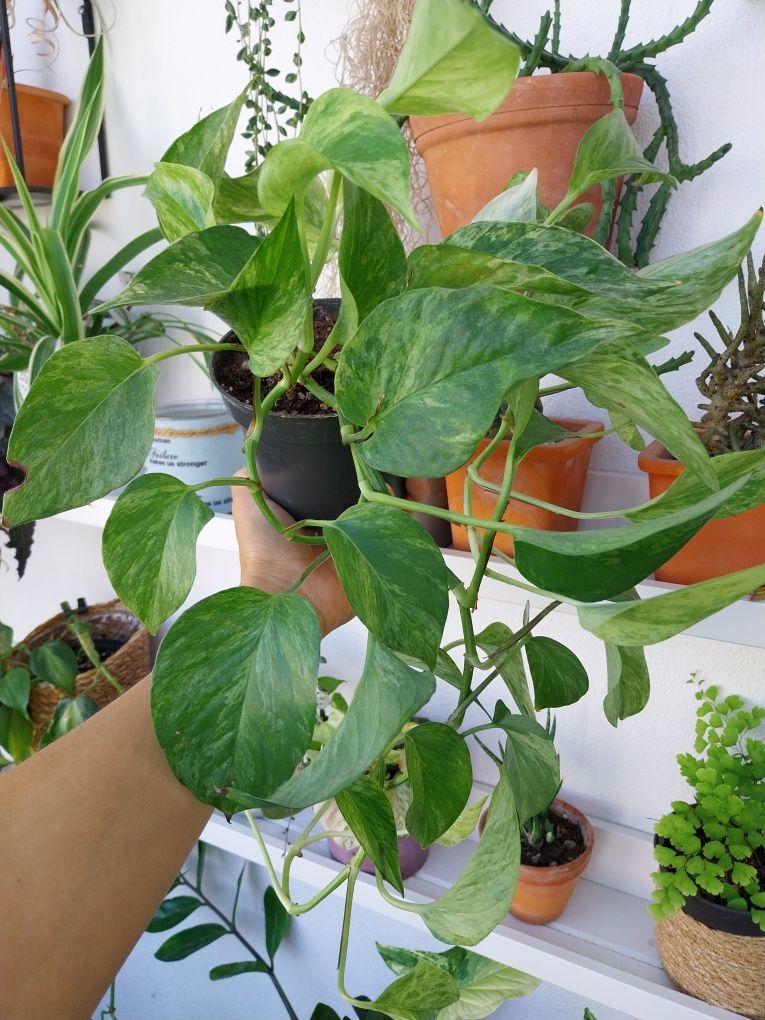 Epipremnum Marble Queen