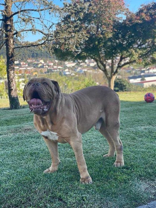 Magnifico Dogue de Bordéus com LOP