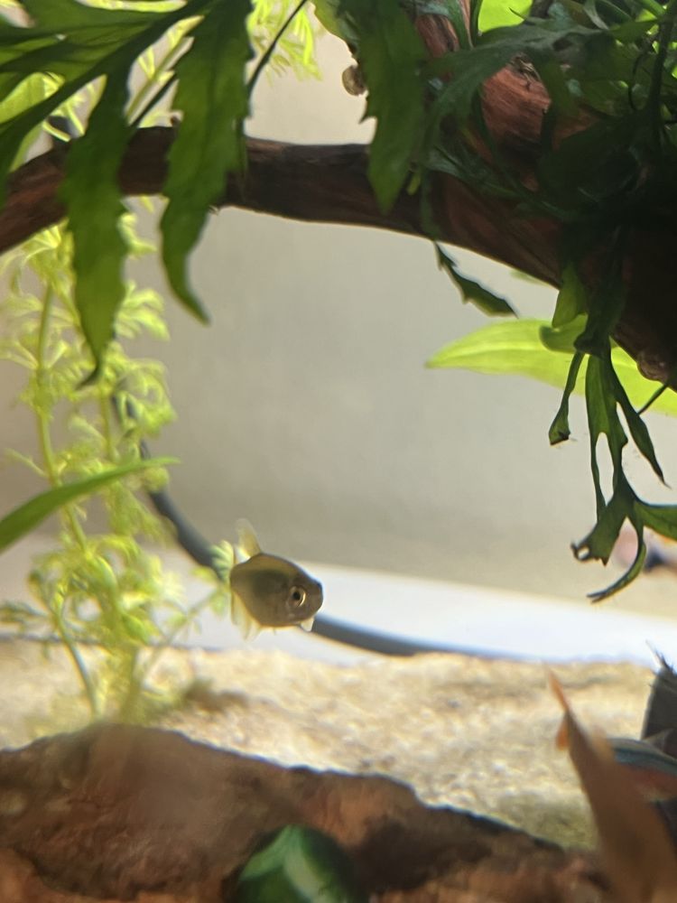 Peixe Hasemania Nana