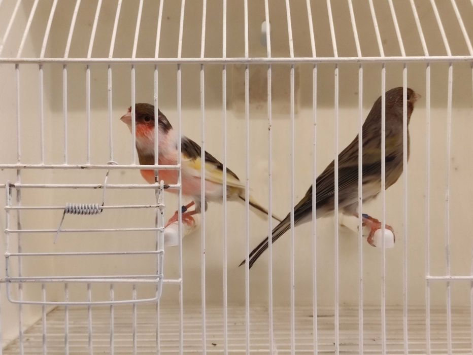 Canários Arlequim Português Machos