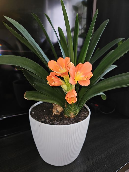 Kliwia pomarańczowa x2 kwitnąca