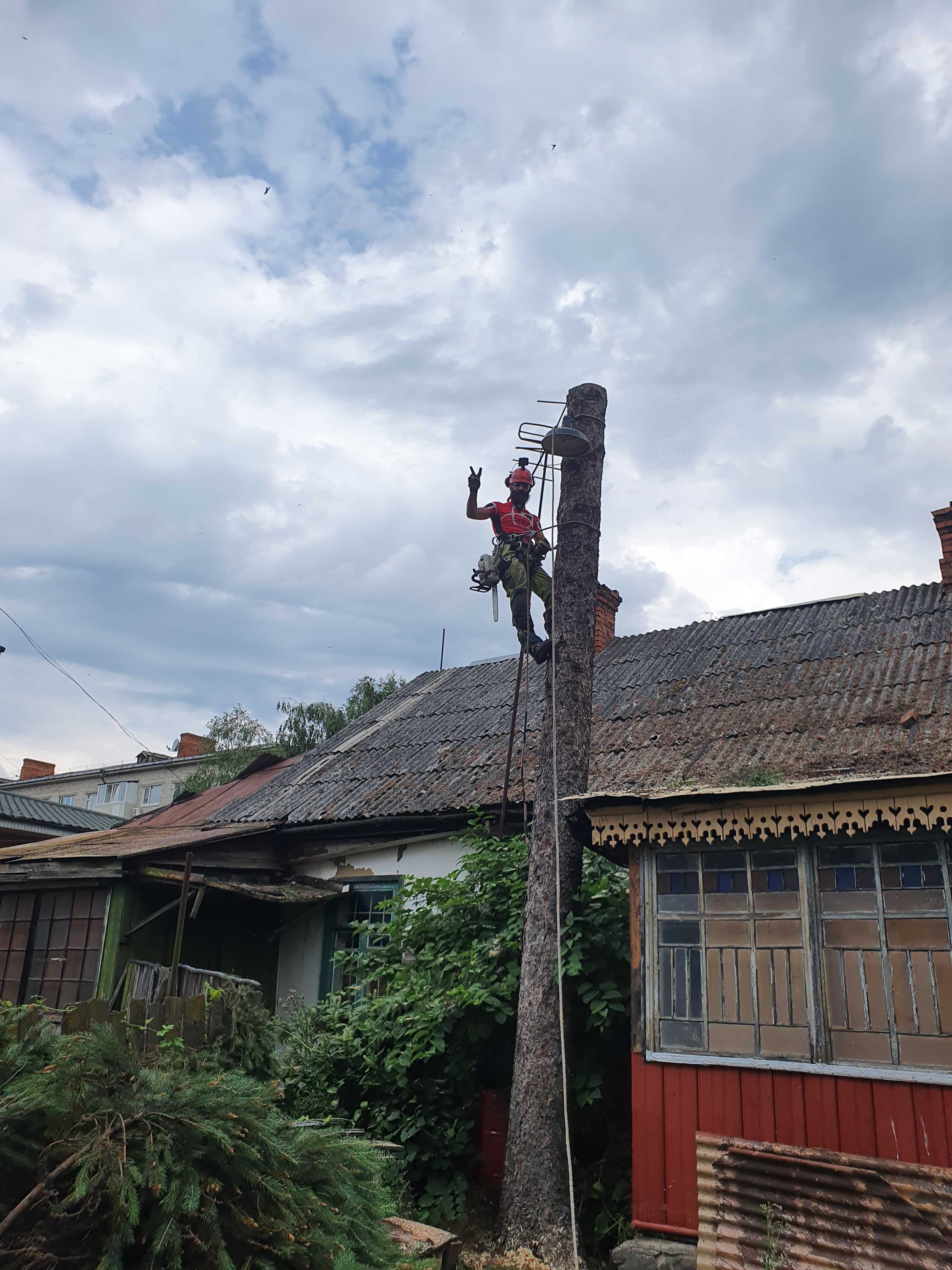 Обрізка сухих гілок. Обрізка  дерев. Зрізати дерево.  Чистка саду.