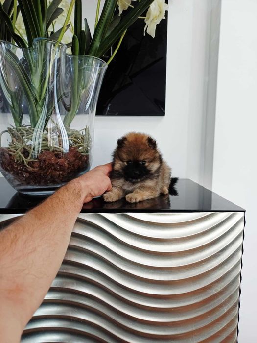 Spitz Alemão Anão/ou Lulu da Pomerânia FEMEA LARANJA com   LOP e AFIXO