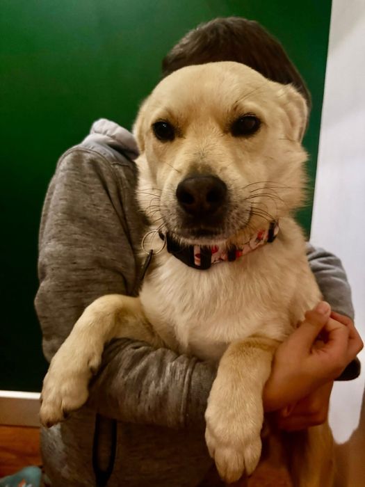 Z cieplego domu do zimnego kojca. Pilna adopcja!!!