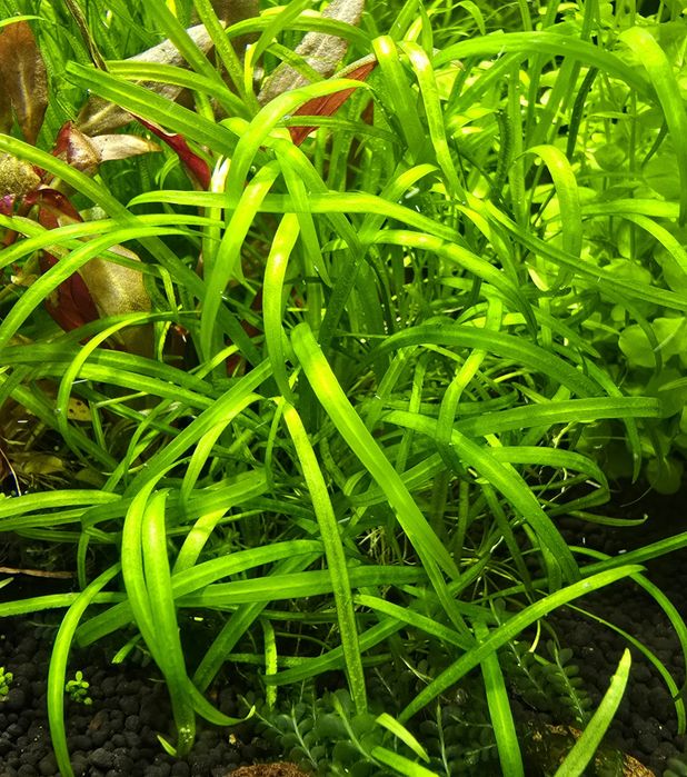 Акваріумні рослини