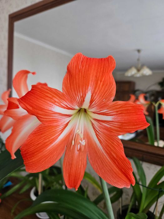 Sprzedam młode cebulki amarylisów w doniczkach.