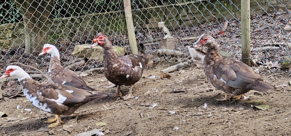 Três fêmeas e um macho de patos castanhos