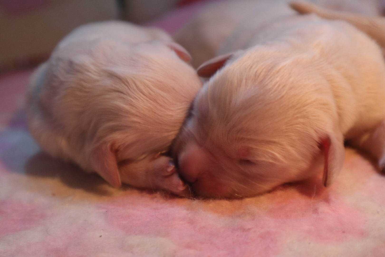 Golden Retriever prześliczny piesek  ZKwP FCI !!!