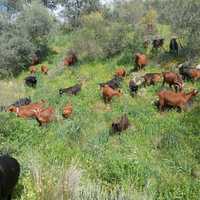 4 cabras saudaves e bunitas