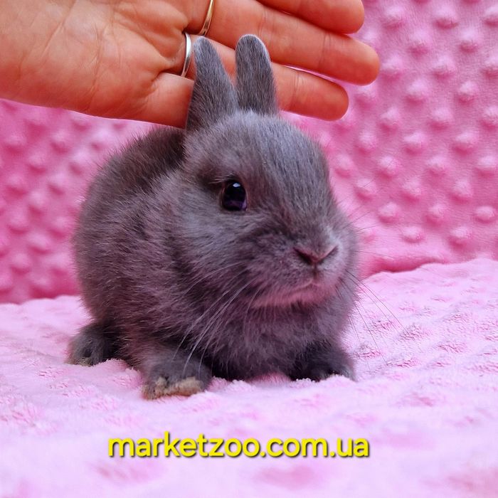 Карликовий мини кролик с документами и прививками,голубой мальчик