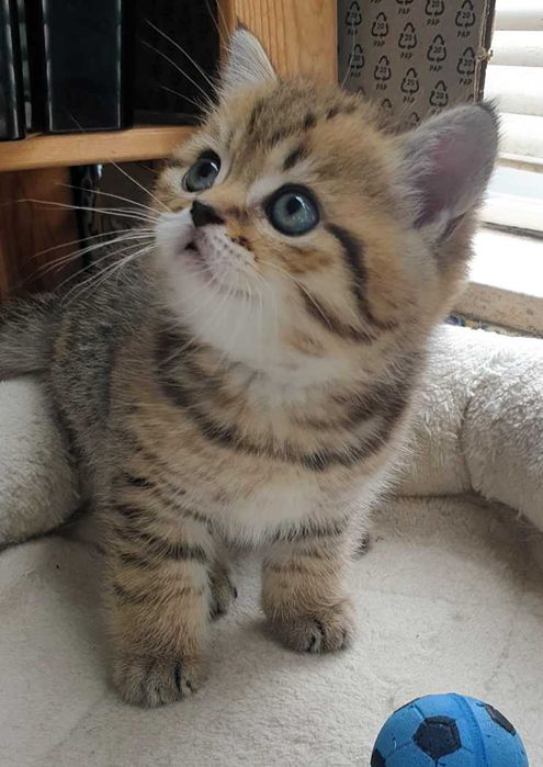 Gatinho scottish straight