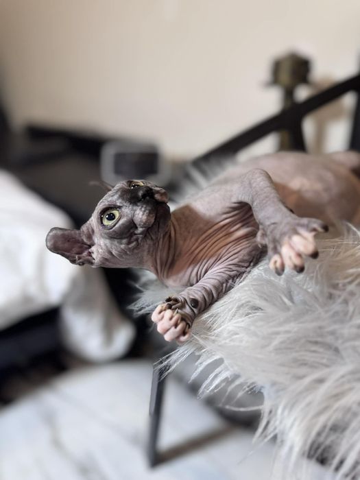 Kocięta Sfinks Kanadyjski.Kotka. Rodowód