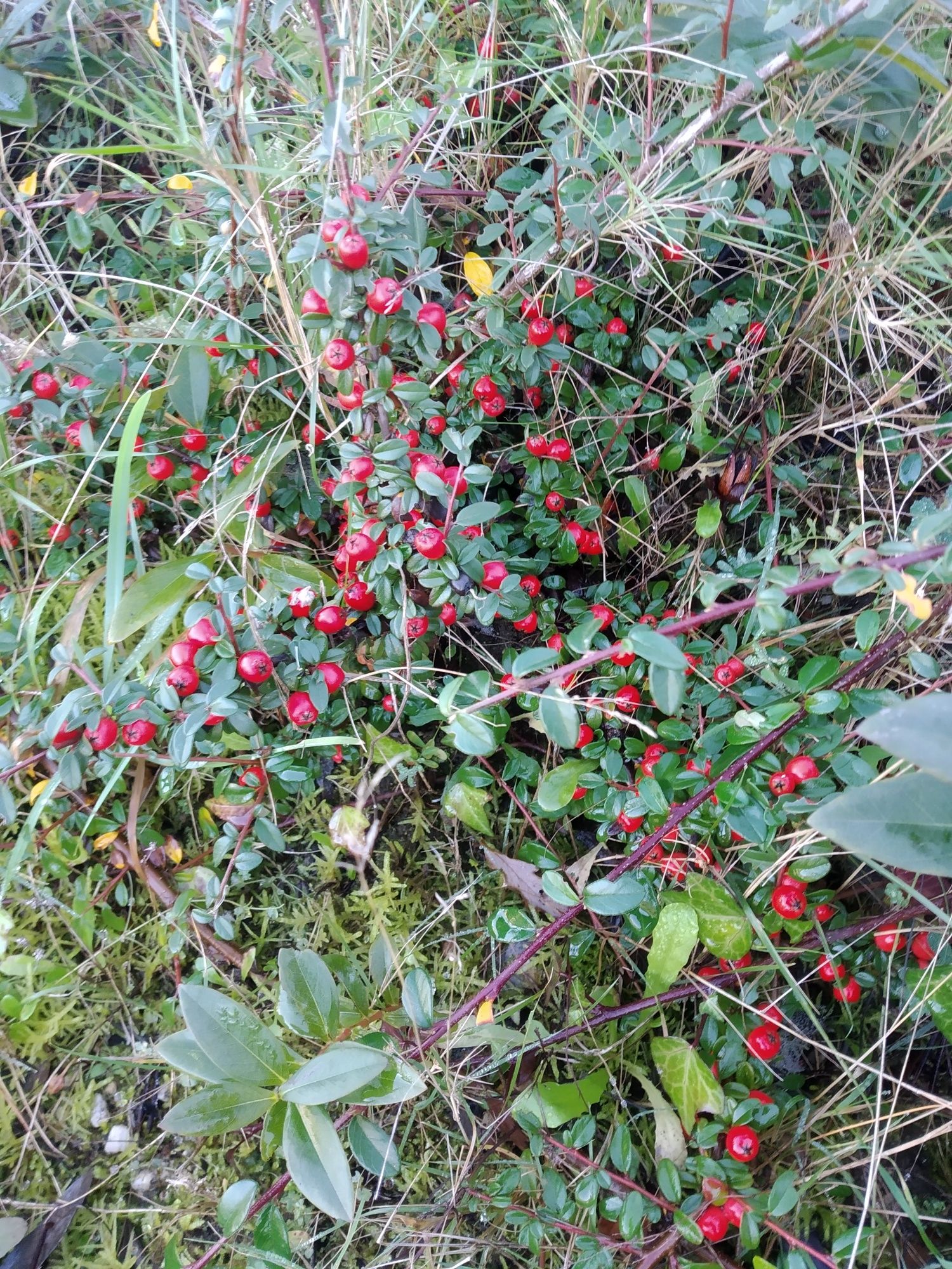 Planta cotoneaster