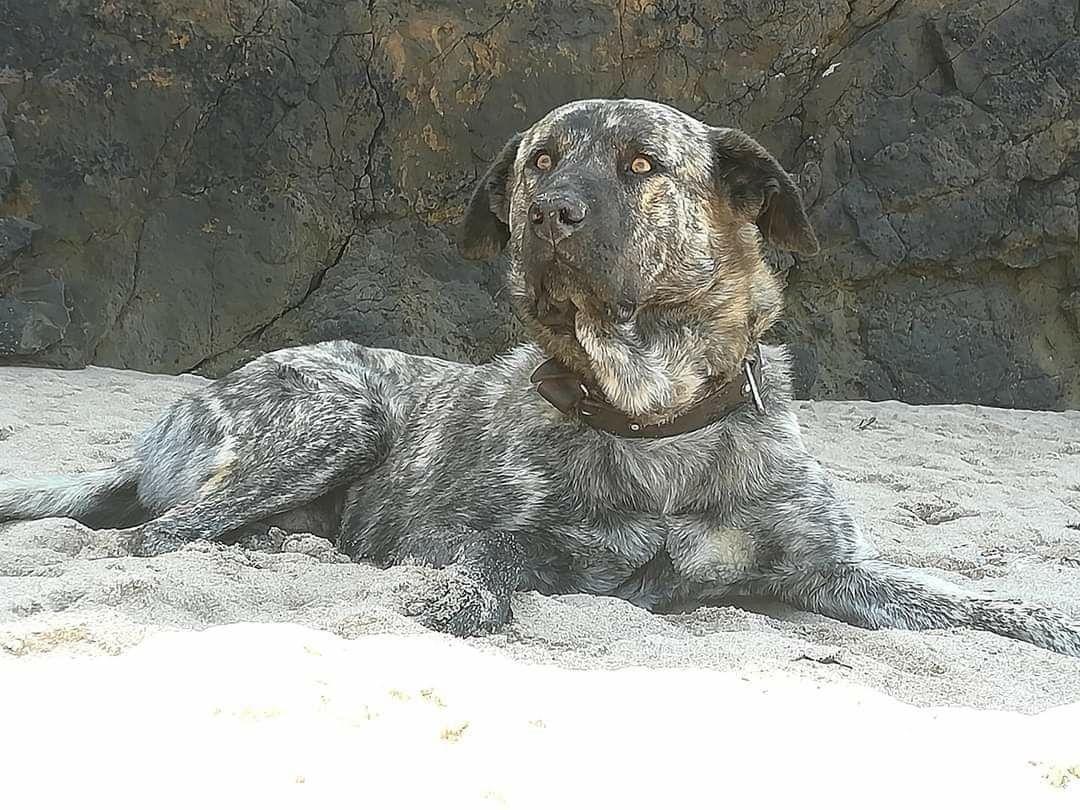 Fila de São Miguel para adopção