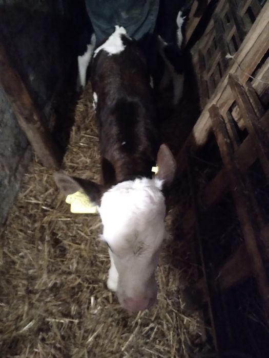 Jaloszki Miszne Sm Lm od 1600zl