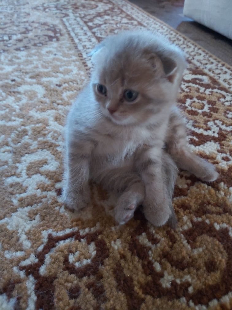 Британські кошенята