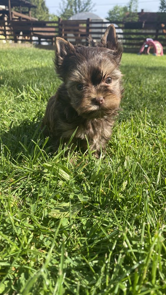 Chocolate Tan  Yorkshire Terrier / brązowy York