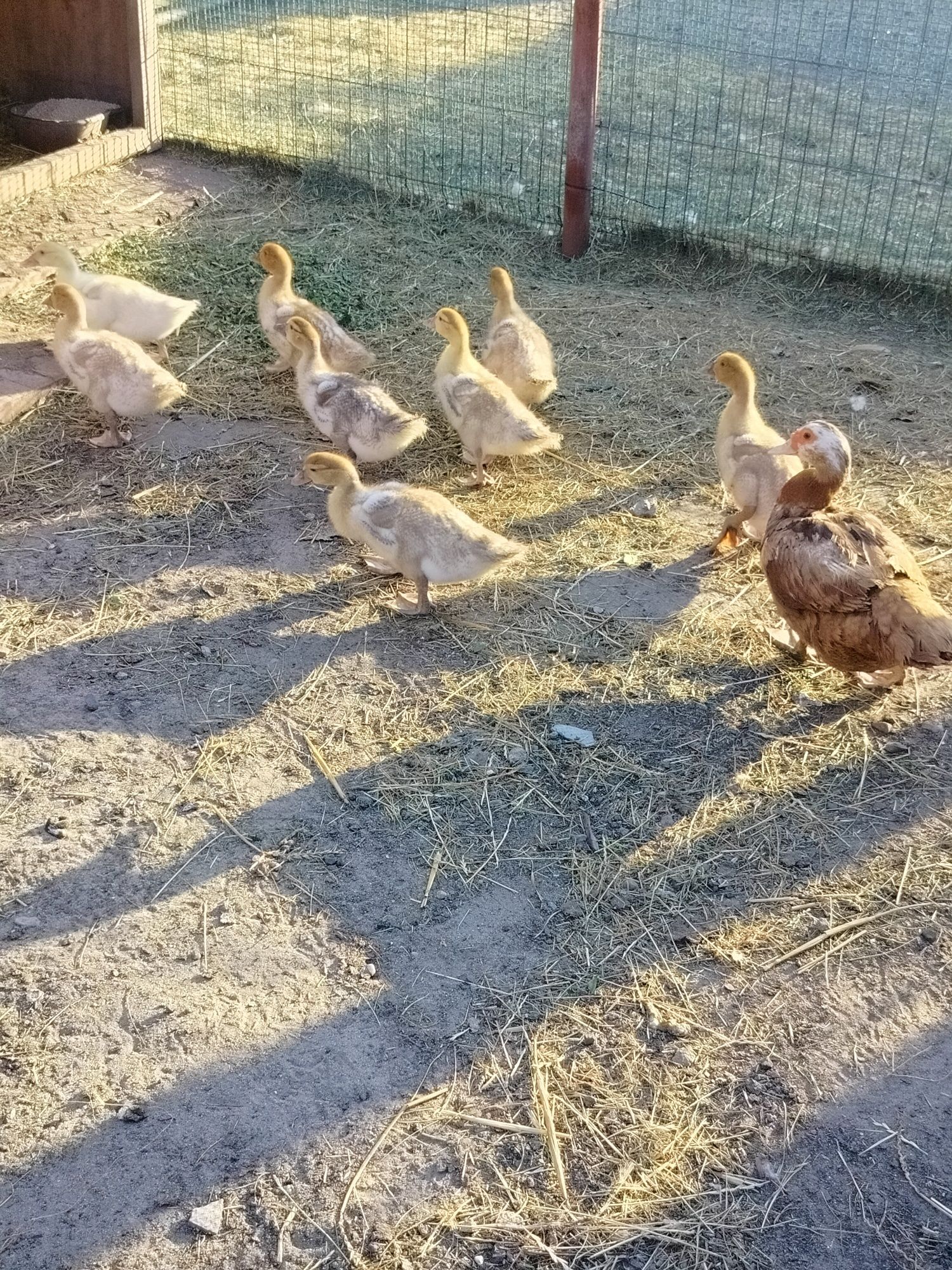 Sprzedam kaczaki  francuskie