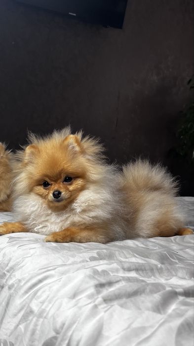 Шпіц померанський міні.