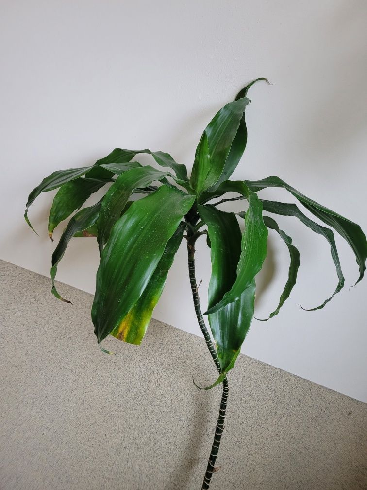 Dracena wonna Dracaena fragrans duża wys. 3 metry 4 łodygi