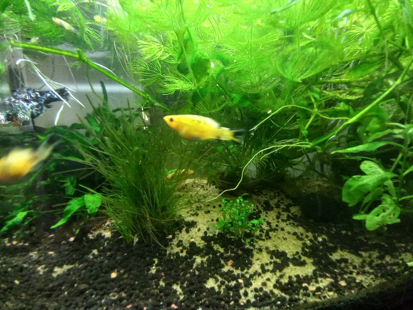 Peixes molly e guppies  jovens e camarão neocardina