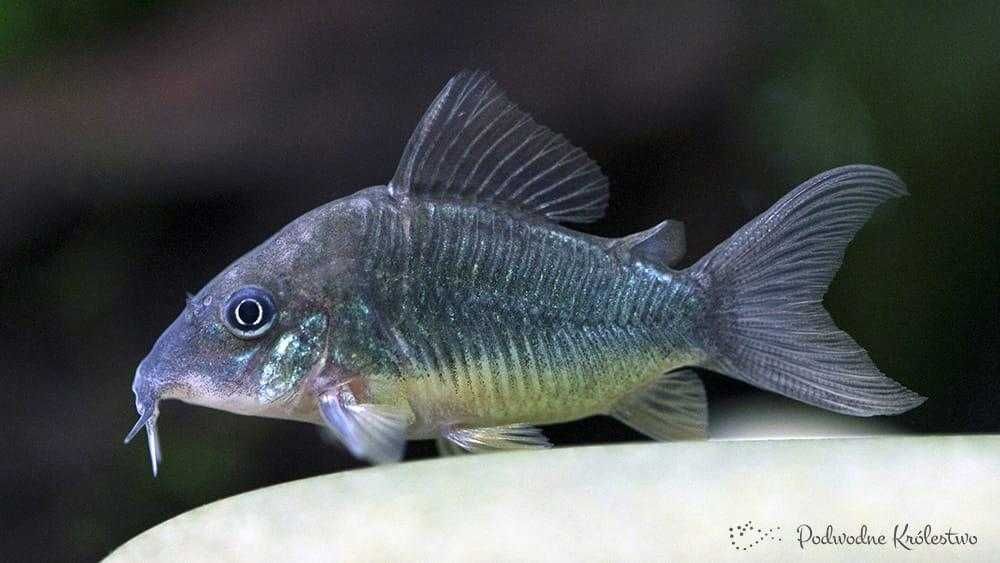 MISIEKZOO Kiryski - Kirysek Szmaragdowy