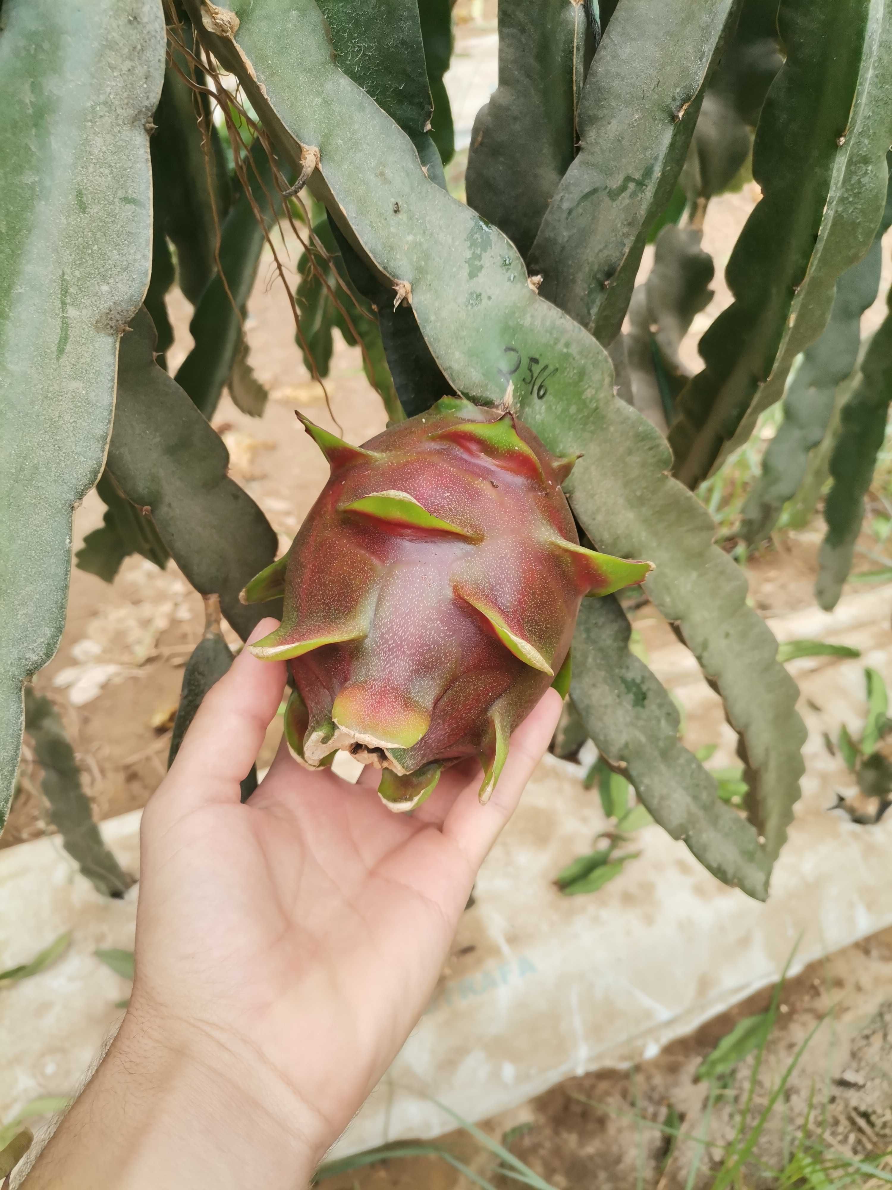 Pitaya - fruto produção nacional