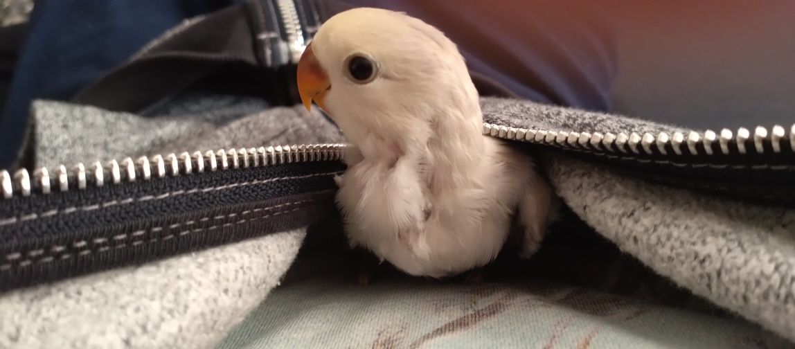 Domestico Aves de todos os tamanhos