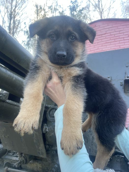 Щенки немецкой овчарки