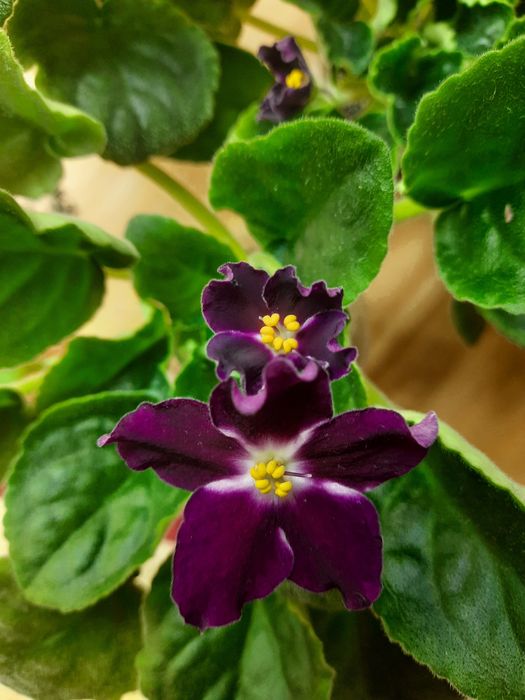 Продам фіалки сортові