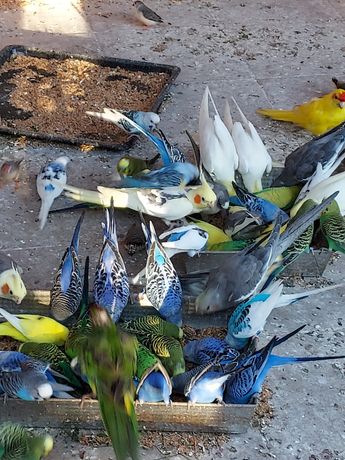 Papugi  papużki faliste legi 2022
