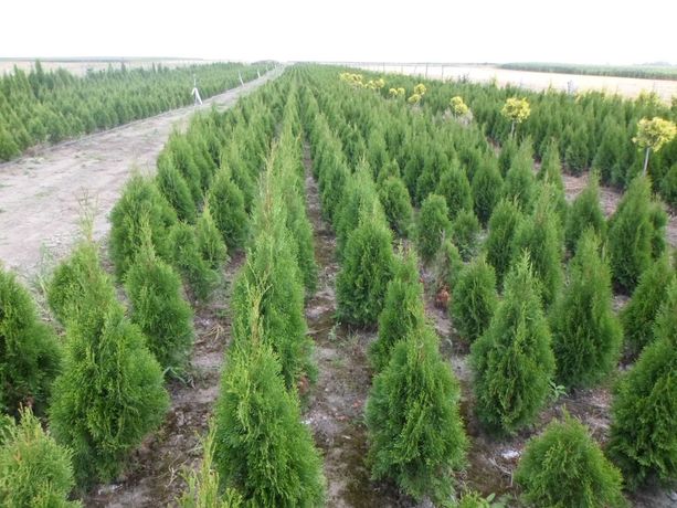 Tuja thuja szmaragd w doniczkach, jutach 140-160cm Dostawa