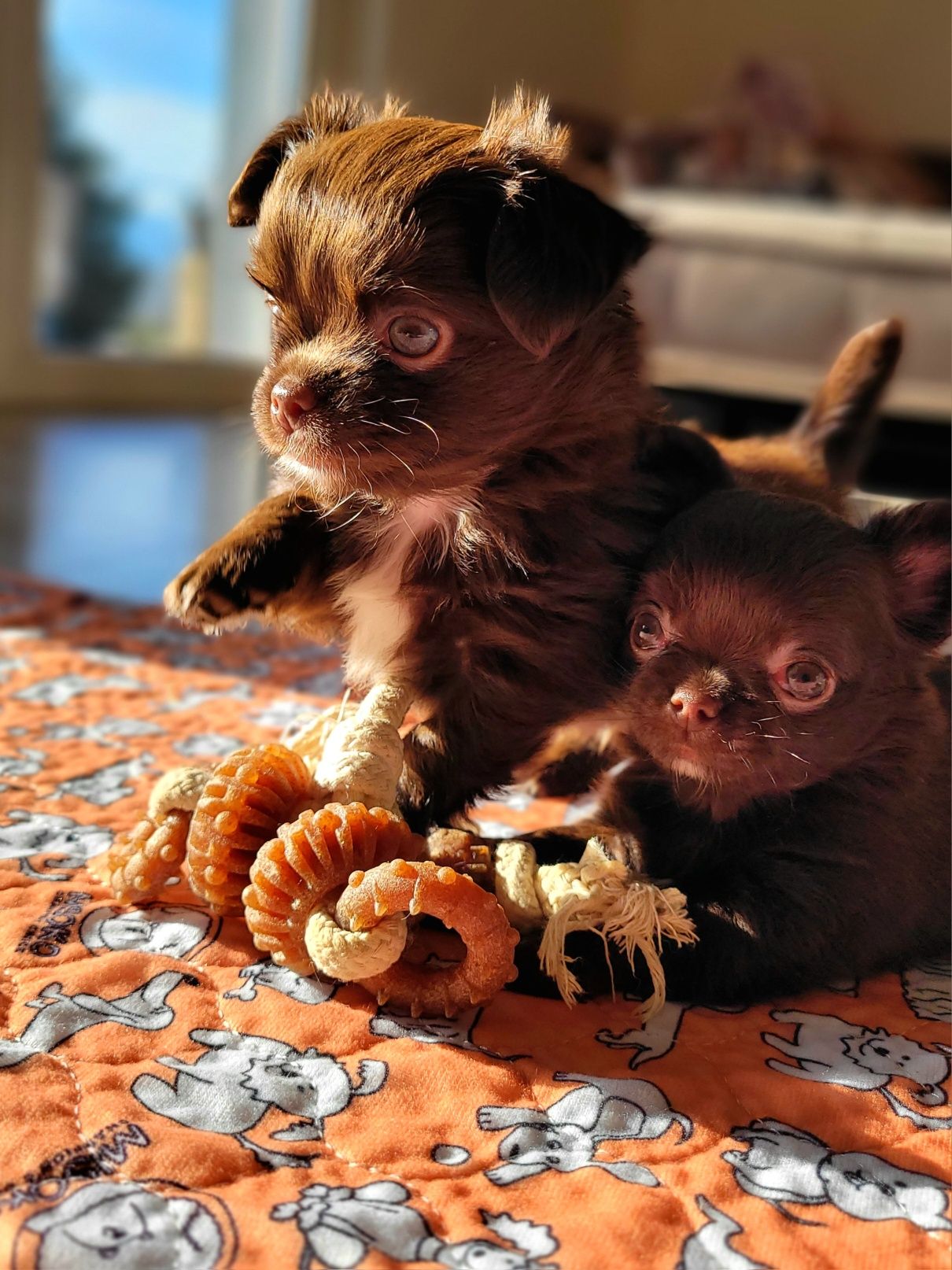 Chihuahua FCI z rodowodem piesek czekoladowy długowłosy