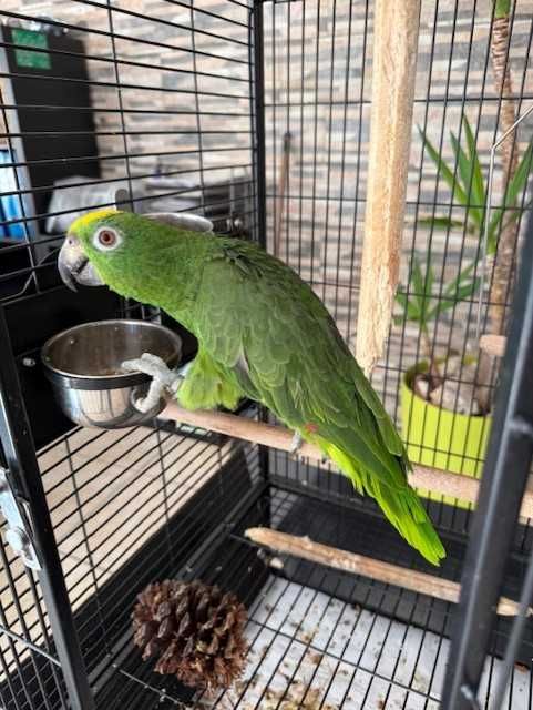 Papagaio Amazona Ochrocephala + Gaiola