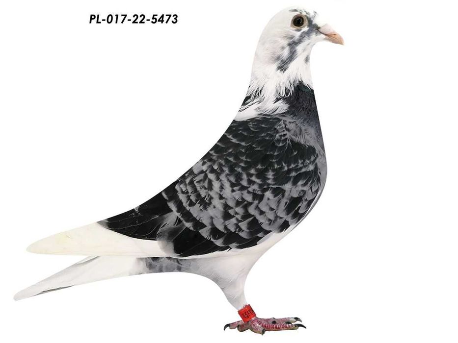 Piękny młody gołębie pocztowe
