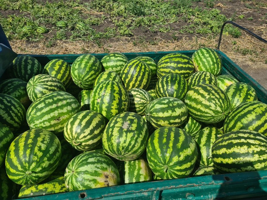 Продам Первая  катка 5-15