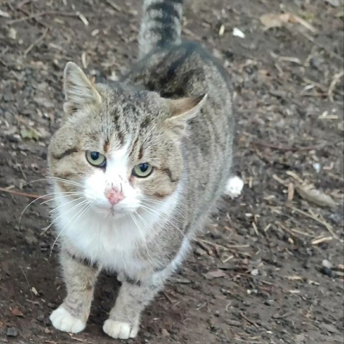 Отдам кота лесного окраса, 10 месяцев