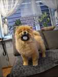 Suczka chow chow !