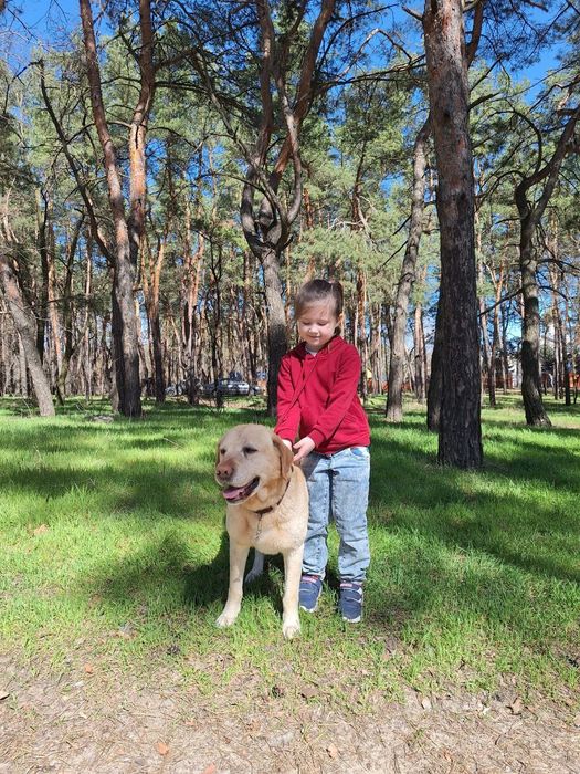 Лабрадор для вязки